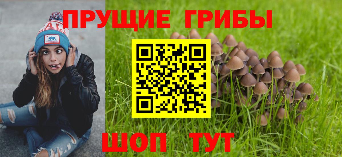 Заводоуковск  где продают   Вход с VPN  Псилоцибиновые грибы Psilocybine cubensis 